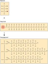 Amphipathic Molecules | Definition & Examples - Lesson | Study.Com