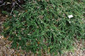 Image result for Malpighia coccigera