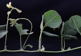 Image result for Rhynchosia holstii