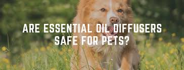 Until recently, the use of essential oils for aromatherapy was restricted to such devices as candles, liquid potpourri products, room sprays, passive diffusers, or applying it to skin like perfume. Are Essential Oil Diffusers Safe For Pets Quora