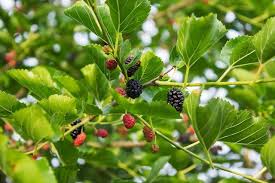 Check spelling or type a new query. How To Tell If A Mulberry Tree Is Male Or Female Hunker Mulberry Tree Drooping Flowers Mulberry