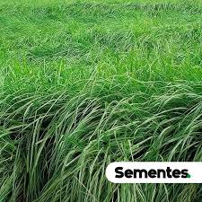 Image result for Andropogon fastigiatus