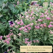 Image result for Pluchea