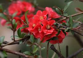 The merit of these trees can extend well past spring, however, because the flowers on many varieties give way to berries that attract wild birds, and some offer colorful foliage in autumn. Flower Red Casey Nature Bush Spring Nice Supplies Plant Growth Pxfuel