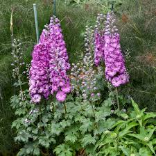 Image result for Delphinium