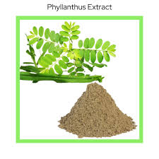 Image result for Phyllanthus amarus
