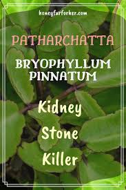 Pin On Ayurveda Lifestyle Medicinal Herbs For Health