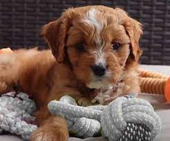 They also breed cockapoo and schnoodles. Cavapoo Breeders In New York Where To Find Cavapoo Puppies In Ny Cavapoo World