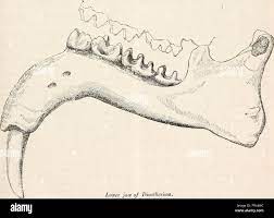 The Cyclopædia Of Anatomy And Physiology. Anatomy; Physiology; Zoology.  Pachydermata. 867 Transitional Species, Extinct, Such As The Macrauchenia,  The Adult Rhinoceros No Traces Of Canine Teeth Are Visible, But Professor  Owen