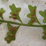 Image result for Asplenium sandersonii