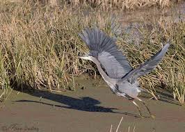 A great blue heron flying at a long island north shore beach. Fourteen Image Series Of A Great Blue Heron Taking Off And In Flight Feathered Photography