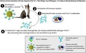 Can Vaccinating Cats Against Their Own Proteins Reduce Cat Allergies In Humans Immunopaedia