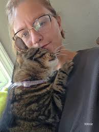 Cat walked into house