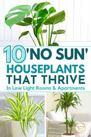 10 Of The Best Indoor Plants That Don T Need Sunlight In 2021 Indoor Plants Low Light Low Light House Plants House Plants Indoor
