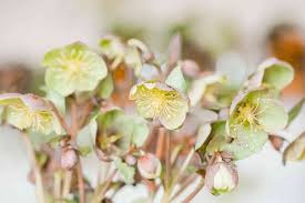 In general, deer resistant perennials boast characteristics like a bitter flavor, thorny stems or strong scent. 22 Best Deer Resistant Perennial Plants