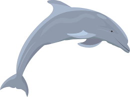(90 lbs max) that are mostly yellow with green, blue and white spots and a blue top and white belly. Dolphin Fish Ocean Free Vector Graphic On Pixabay