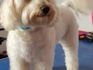 Where do you need the pet grooming? Listings In Training Centre Mypetgroomer Co Uk