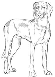 Hund Zeichnen Lernen So Zeichnest Du Unsere Pelzigen Freunde