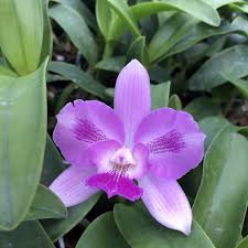 Image result for Eulophia calantha