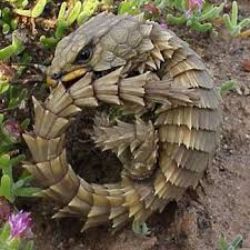 Armadillo lizards are also sometimes referred to by a lengthier name: Animals Animals Animals Armadillo Girdled Lizard Cordylus Cataphractus