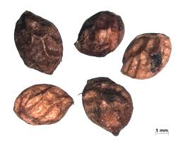 Image result for Pentarhopalopilia umbellulata