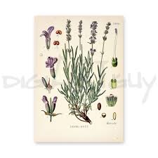 Image result for Lavandula angustifolia Vera