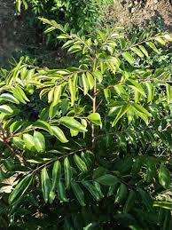 Image result for Phyllanthus mendoncae