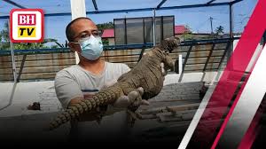 Pernah ada dengar haiwan bernama dhab? Ustaz Azhar Kini Penternak Dhab