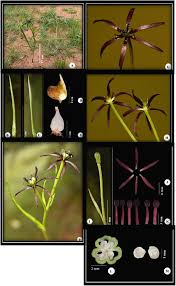 Image result for Dicoma arenaria