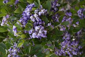 Not only does laurel mountain boast the highest vertical drop on the laurel ridge in pennsylvania at 761 feet. Texas Mountain Laurel Has Never Bloomed How To Get Flowers On A Texas Mountain Laurel