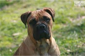 Bullmastiff For Sale Bull Mastiff Cute Puppies Bullmastiff Puppies For Sale