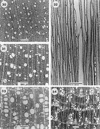 Image result for Bertiera aethiopica