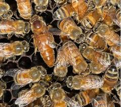 Image result for Queen bee