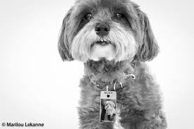 Black And White Maltese Shih Tzu Mix Beautiful Black And White Close Up Image Of Mooi A Maltese Mix Of 13 Yrs Old Dog Photography Maltese Shih Tzu Doggy