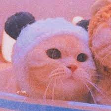 We did not find results for: Couple Pp Di 2021 Anak Kucing Menggemaskan Anak Kucing Gambar Kucing Lucu