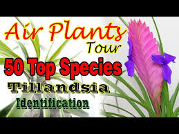 Tillandsia ionantha air plant species identification. 50 Top Air Plant Tillandsia Species Name Identification Youtube