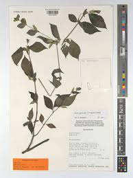 Image result for Isoglossa laxiflora