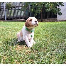 Image result for bretanský dlouhosrstý ohař