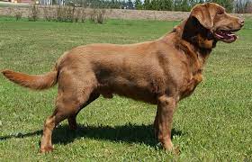 Visit hunting dog breeders to find labrador retrievers for sale in ontario from breeders and kennels. Breukhaven Labrador Retriever Kennel