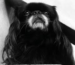 Black And White Pekingese Black Pelingese Lovely Boy In 2020 Pekingese Dogs Animals