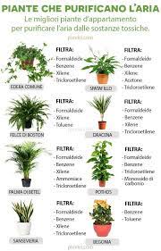 Piante D Appartamento Purificatrici Alcune Piante Ornamentali Sono Molto Efficaci Per Purificare L Aria Da Form Piante D Appartamento Piante Da Interno Piante