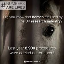 Pin By Ashton Thomas On Life As An Animal Stop Animal Testing Animals Vegan Animals