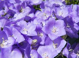 Image result for Carvalhoa campanulata