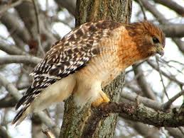 Birds Native To Maryland Red Shouldered Hawk
