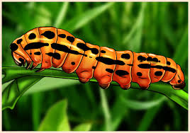 This will form the caterpillar's head. How To Draw A Caterpillar Step By Step Drawing Guide By Dawn Dragoart Com