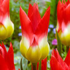 Tulip Flames Mystery Tulipani Tulipano