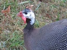 Guinea fowl are often kept for their meat, which is regarded as a delicacy. Guineas Bird Rooster