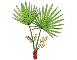 Saw palmetto dosage for hair growth. Saw Palmetto What Are The Benefits Of For The Hair Elithair