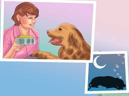 We've tried a 3 different brands, all high quality foods. How To Treat A Dog Throwing Up Bile 7 Steps With Pictures