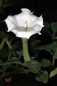 Image result for Datura